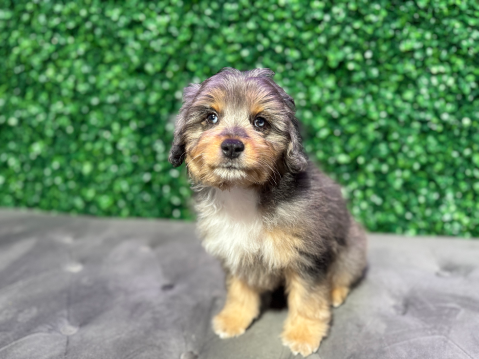 Cute Mini Aussiedoodle Poodle Mix Pup
