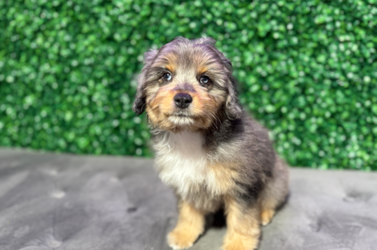 Cute Mini Aussiedoodle Poodle Mix Pup