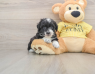 7 week old Mini Aussiedoodle Puppy For Sale - Windy City Pups