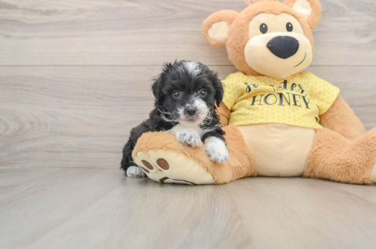 Best Mini Aussiedoodle Baby