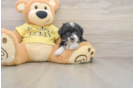 Mini Aussiedoodle Puppy for Adoption