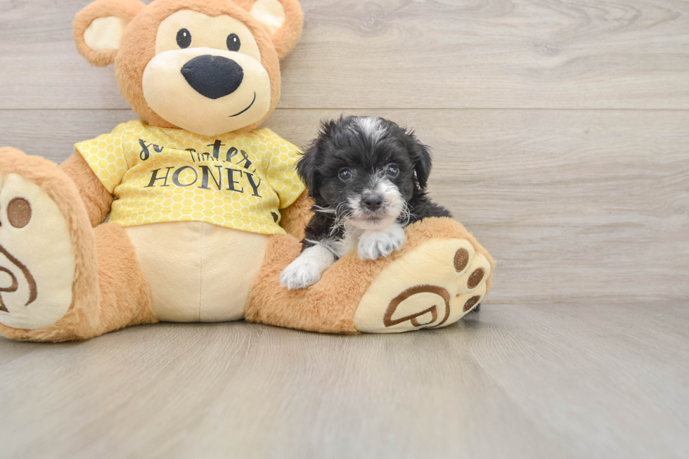 Mini Aussiedoodle Puppy for Adoption