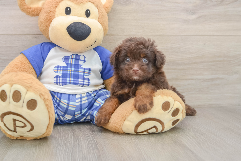 Funny Mini Aussiedoodle Poodle Mix Pup