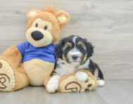 11 week old Mini Aussiedoodle Puppy For Sale - Windy City Pups