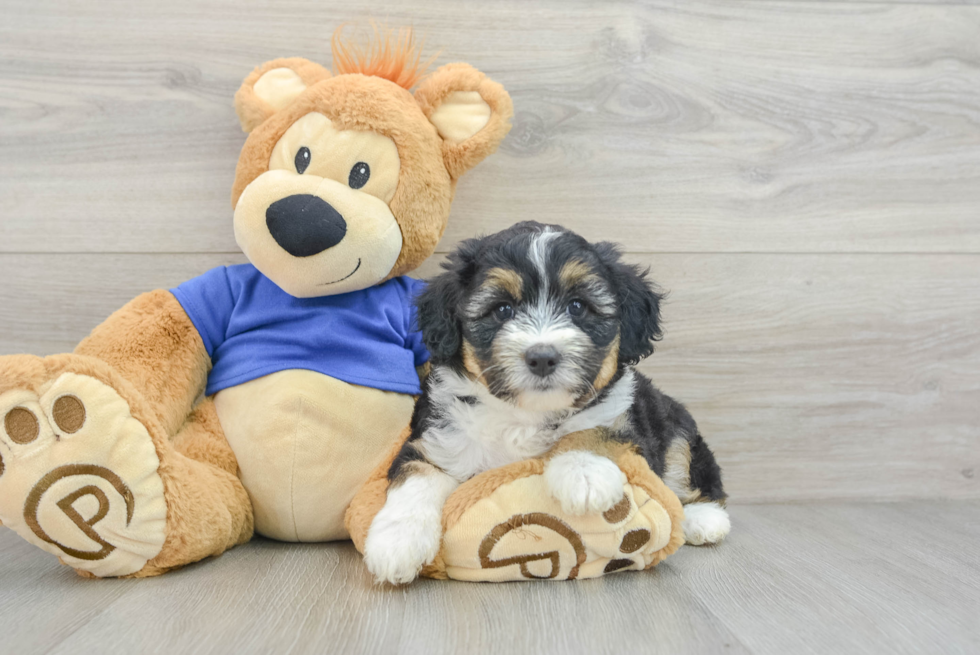 Mini Aussiedoodle Puppy for Adoption