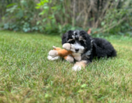 11 week old Mini Aussiedoodle Puppy For Sale - Windy City Pups