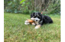 Cute Aussiepoo Poodle Mix Puppy