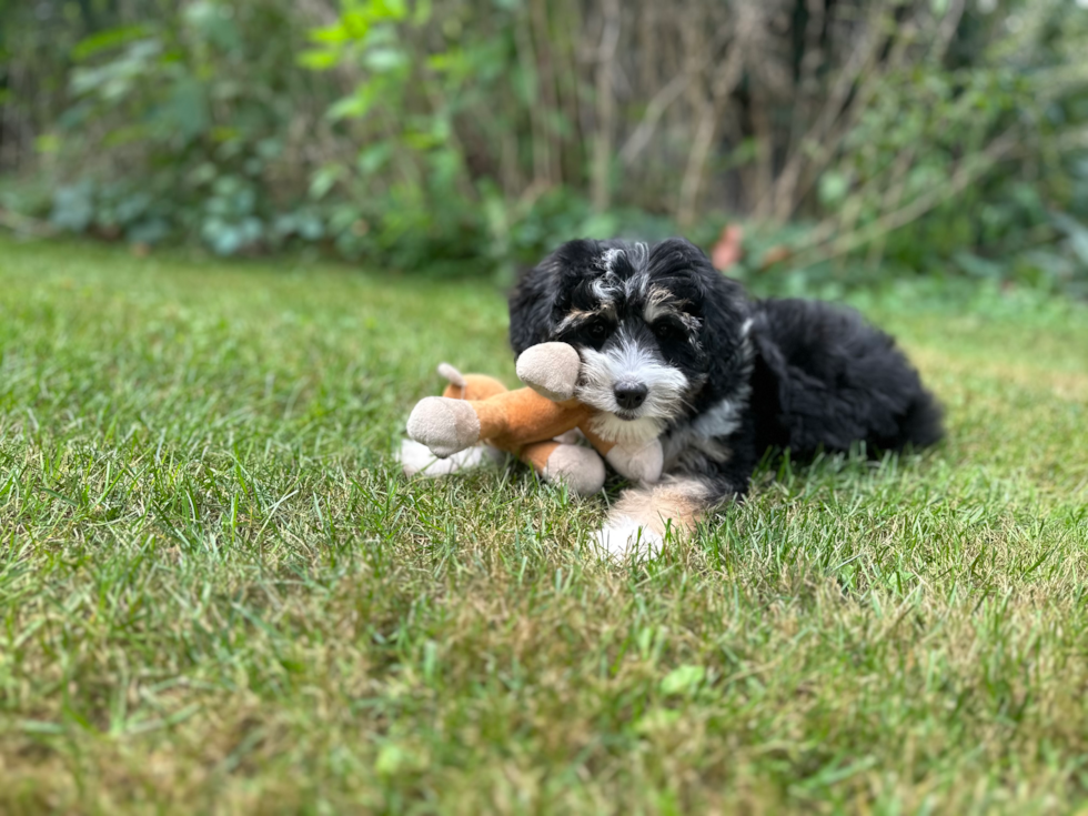 Cute Aussiepoo Poodle Mix Puppy