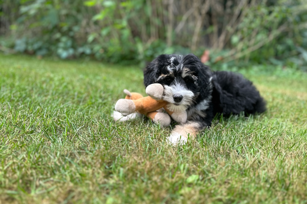 12 week old Mini Aussiedoodle Puppy For Sale - Windy City Pups