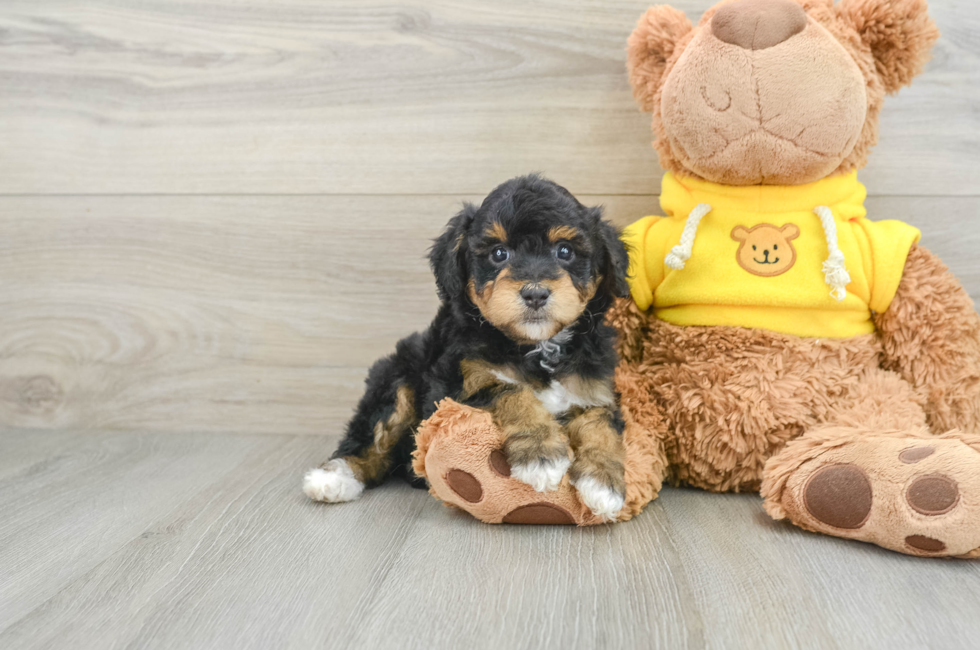 6 week old Mini Aussiedoodle Puppy For Sale - Windy City Pups