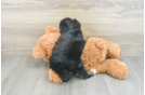 Sweet Mini Aussiedoodle Baby