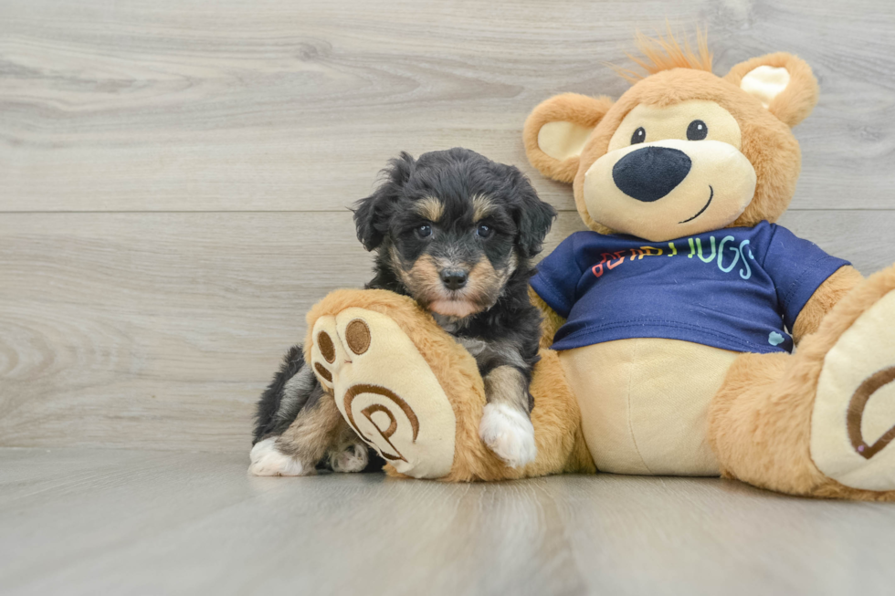 Best Mini Aussiedoodle Baby