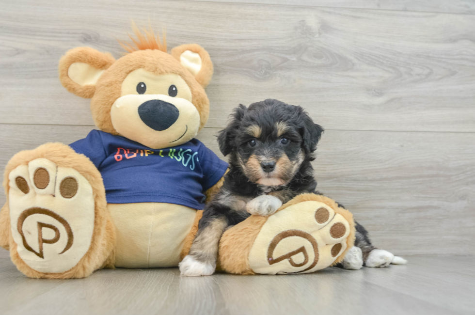 6 week old Mini Aussiedoodle Puppy For Sale - Windy City Pups