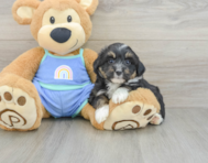 6 week old Mini Aussiedoodle Puppy For Sale - Windy City Pups