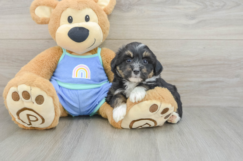 5 week old Mini Aussiedoodle Puppy For Sale - Windy City Pups