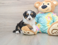 7 week old Mini Aussiedoodle Puppy For Sale - Windy City Pups