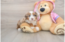 Fluffy Mini Aussiedoodle Poodle Mix Pup