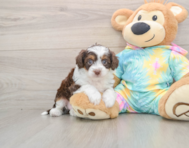 6 week old Mini Aussiedoodle Puppy For Sale - Windy City Pups