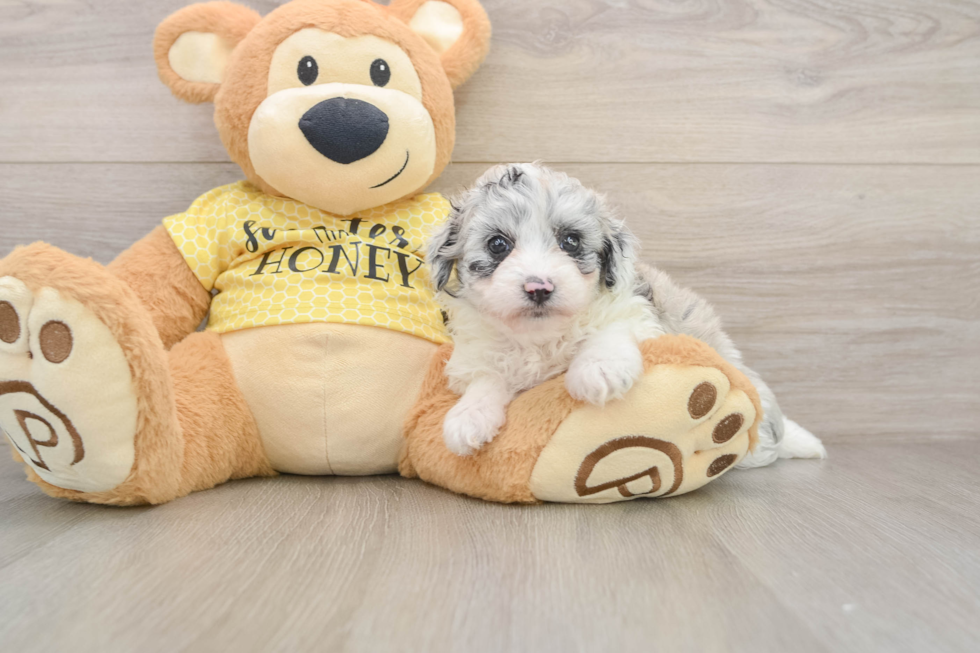 Petite Mini Aussiedoodle Poodle Mix Pup