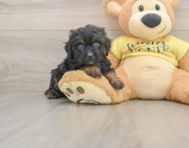 6 week old Mini Aussiedoodle Puppy For Sale - Windy City Pups