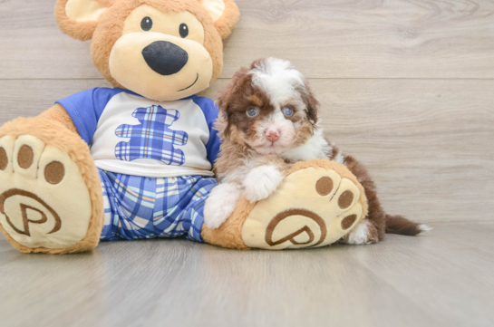 Mini Aussiedoodle Pup Being Cute