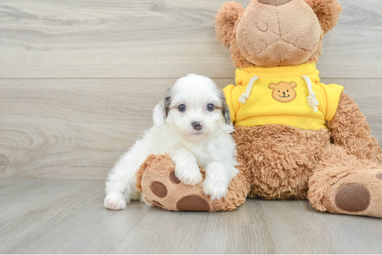 Mini Aussiedoodle Puppy for Adoption