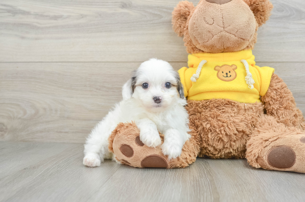 6 week old Mini Aussiedoodle Puppy For Sale - Windy City Pups