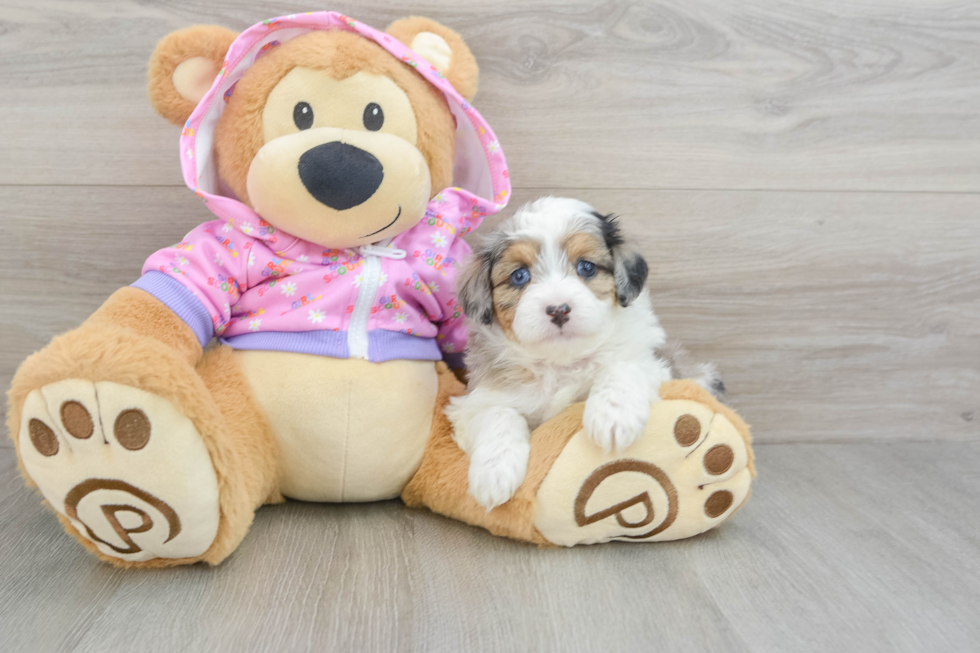 Funny Mini Aussiedoodle Poodle Mix Pup