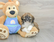 7 week old Mini Aussiedoodle Puppy For Sale - Windy City Pups