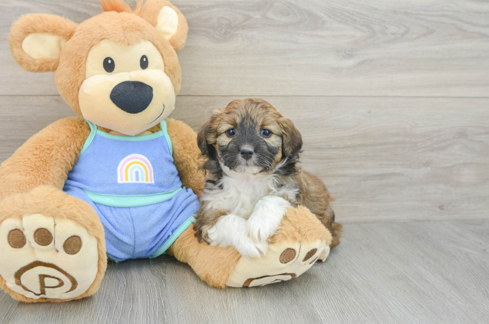 5 week old Mini Aussiedoodle Puppy For Sale - Windy City Pups