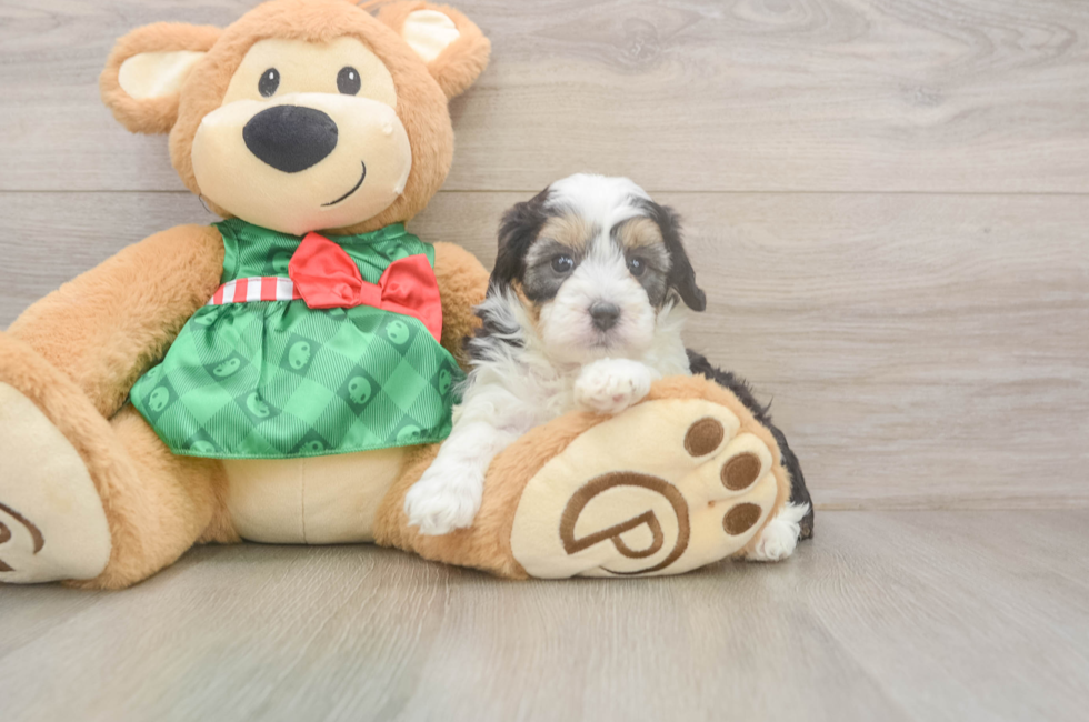 5 week old Mini Aussiedoodle Puppy For Sale - Windy City Pups
