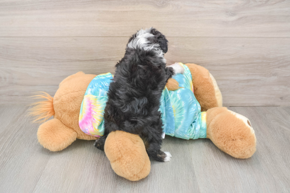 Mini Aussiedoodle Puppy for Adoption