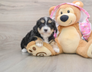 6 week old Mini Aussiedoodle Puppy For Sale - Windy City Pups