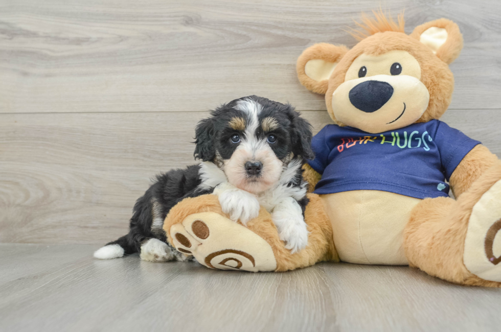 6 week old Mini Aussiedoodle Puppy For Sale - Windy City Pups