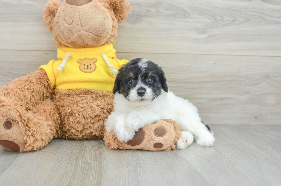 6 week old Mini Aussiedoodle Puppy For Sale - Windy City Pups