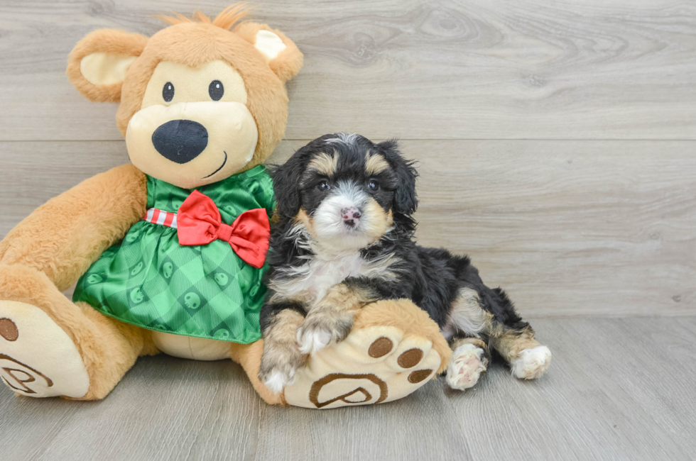 5 week old Mini Aussiedoodle Puppy For Sale - Windy City Pups