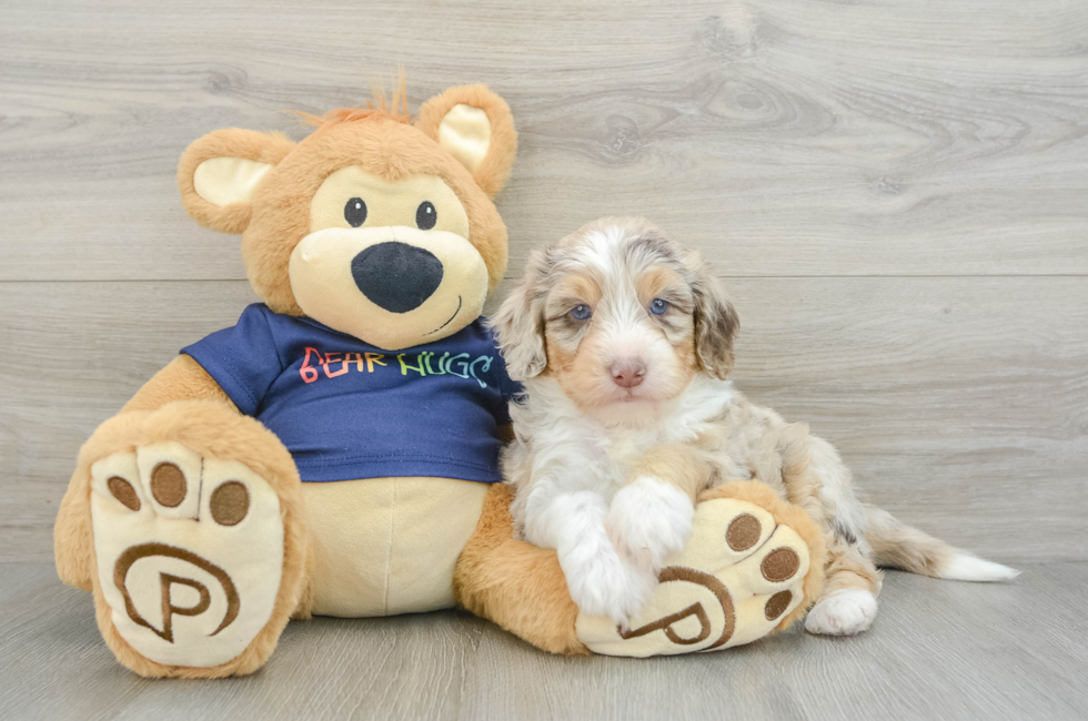 6 week old Mini Aussiedoodle Puppy For Sale - Windy City Pups