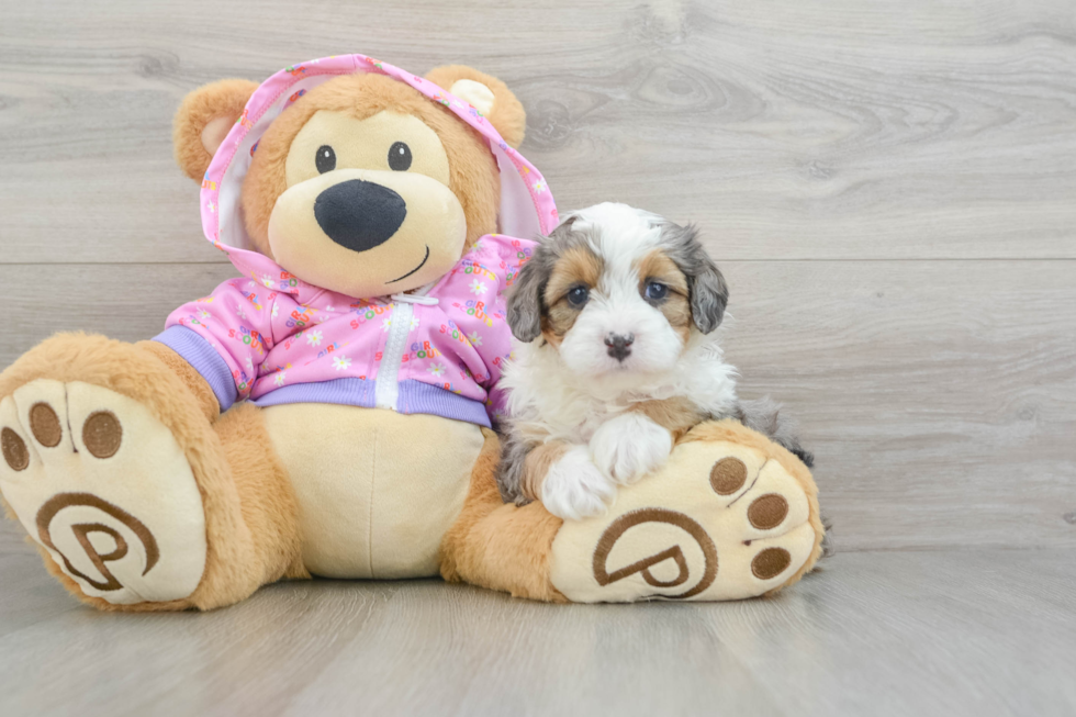 Playful Mini Aussiepoodle Poodle Mix Puppy