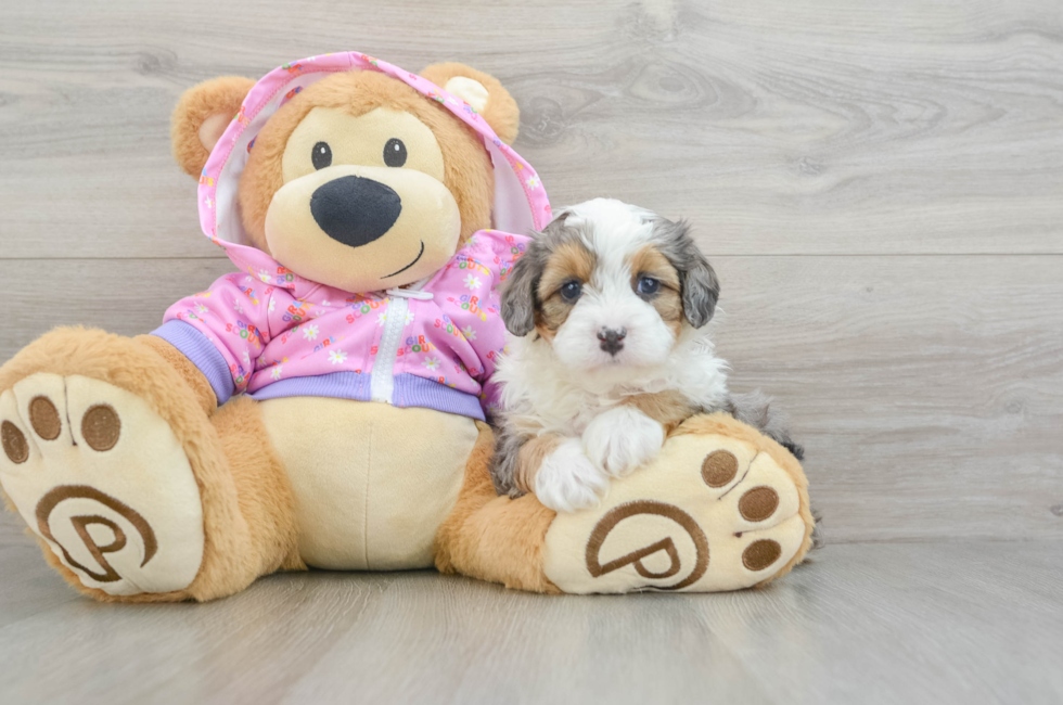 5 week old Mini Aussiedoodle Puppy For Sale - Windy City Pups