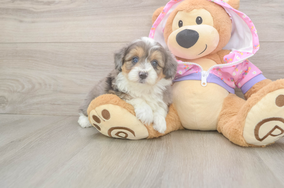 5 week old Mini Aussiedoodle Puppy For Sale - Windy City Pups