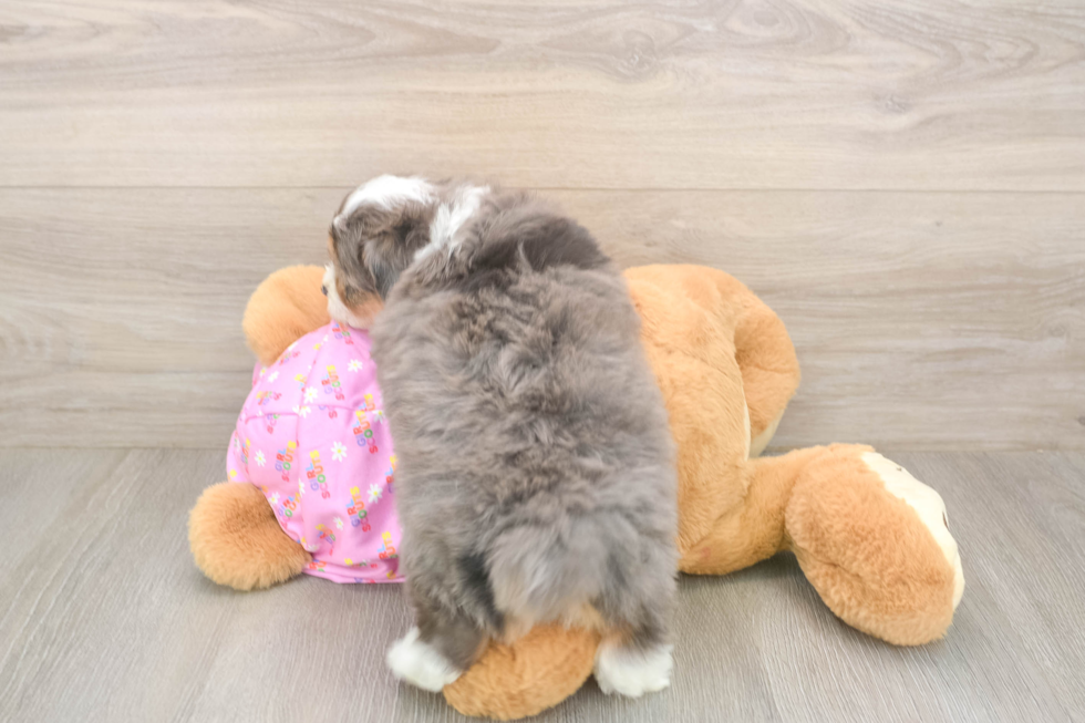 Best Mini Aussiedoodle Baby