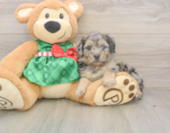 6 week old Mini Aussiedoodle Puppy For Sale - Windy City Pups