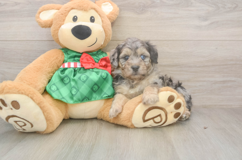 5 week old Mini Aussiedoodle Puppy For Sale - Windy City Pups