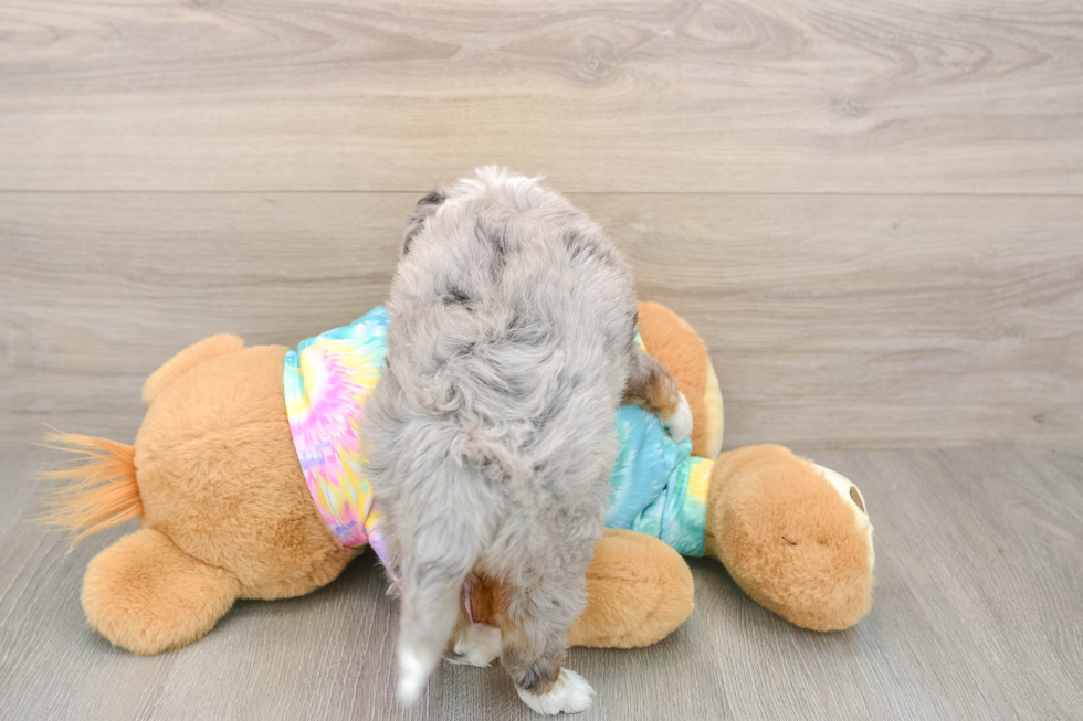 Funny Mini Aussiedoodle Poodle Mix Pup
