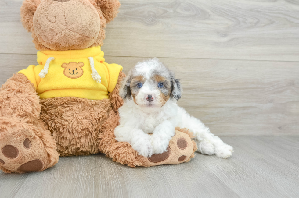 6 week old Mini Aussiedoodle Puppy For Sale - Windy City Pups