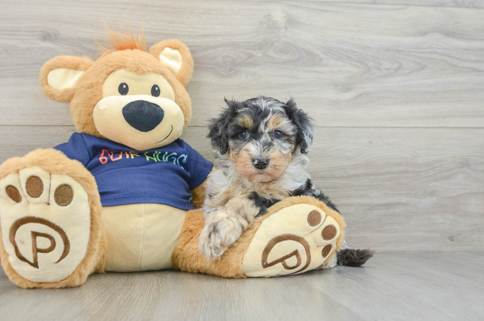 6 week old Mini Aussiedoodle Puppy For Sale - Windy City Pups