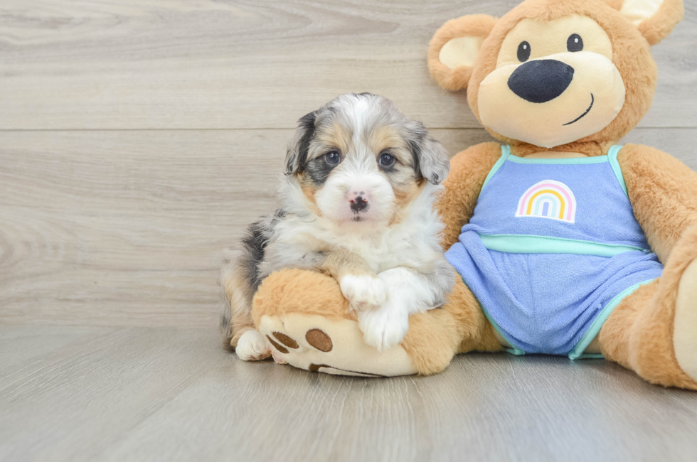 5 week old Mini Aussiedoodle Puppy For Sale - Windy City Pups
