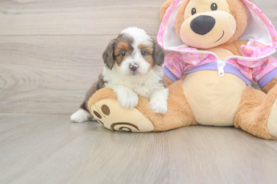 5 week old Mini Aussiedoodle Puppy For Sale - Windy City Pups Smart Mini Aussiedoodle Poodle Mix Pup