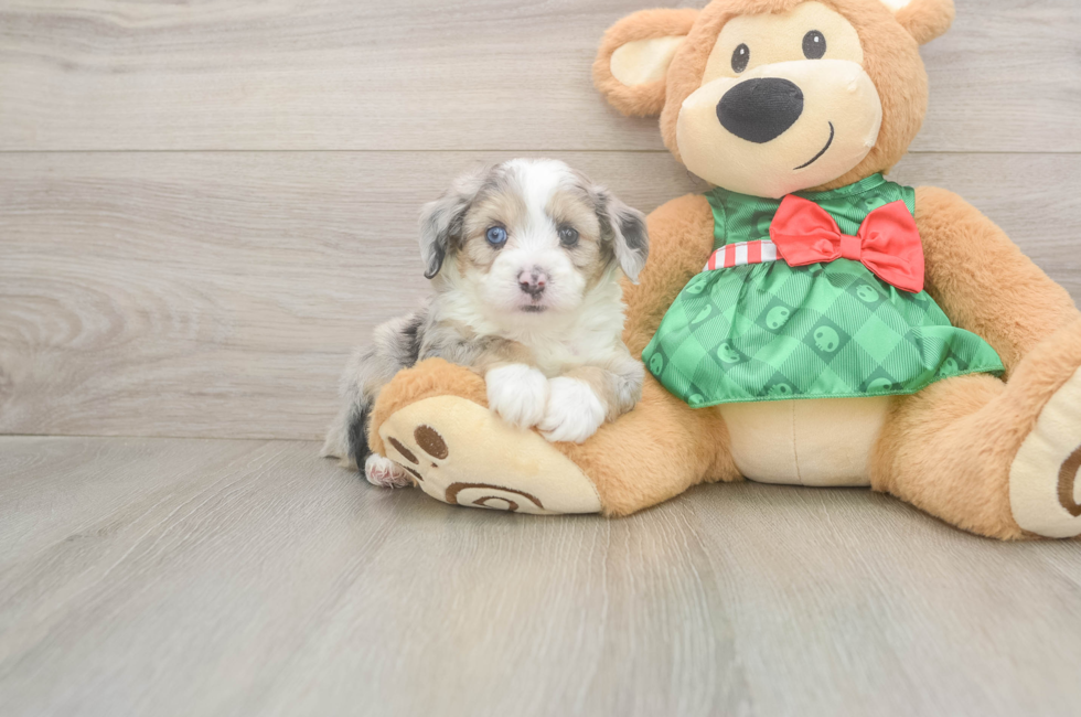 5 week old Mini Aussiedoodle Puppy For Sale - Windy City Pups