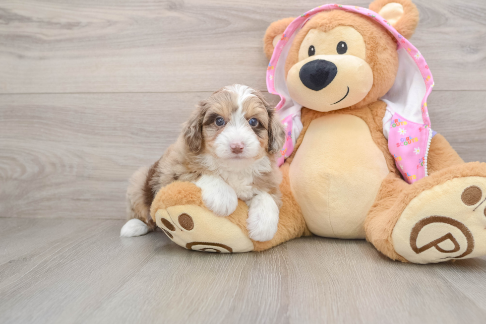 Sweet Mini Aussiedoodle Baby